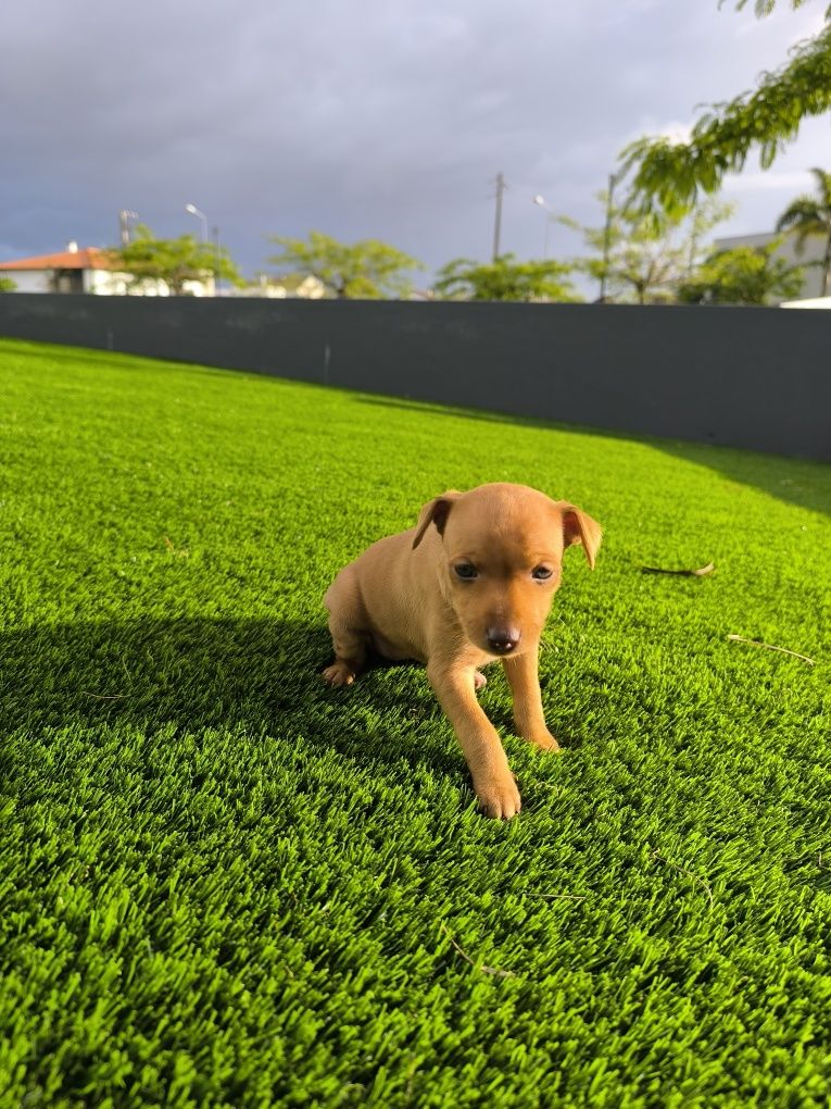 Pinscher Fêmea Castanha