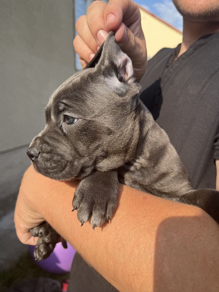 Cane Corso Suczka Wzorowa