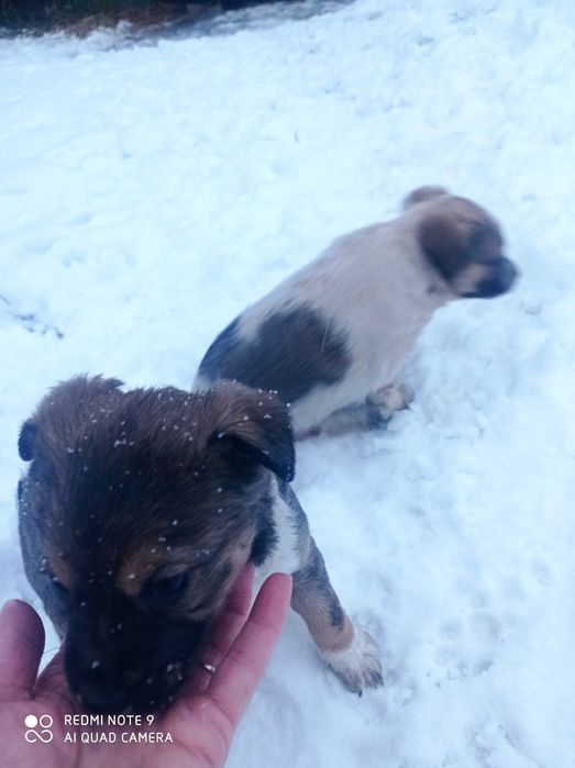 Oddam szczeniaki za darmo