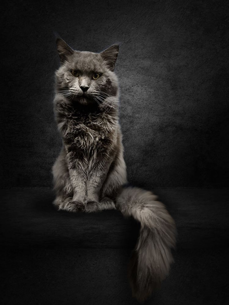 Champion reproduktor niebieski FPL Maine Coon