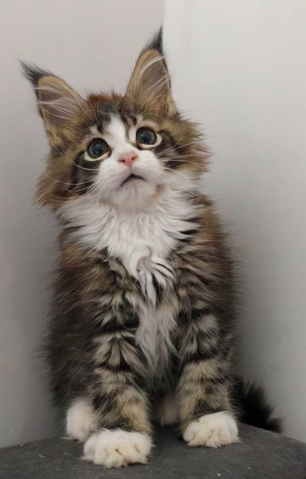 Maine Coon cudowne kocięta