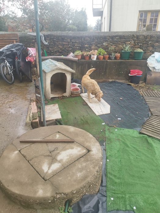 Urgente cadela para ad