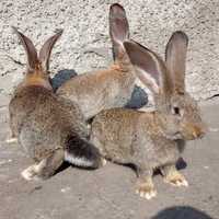 Продам кролі бельгійський велетень фландр.