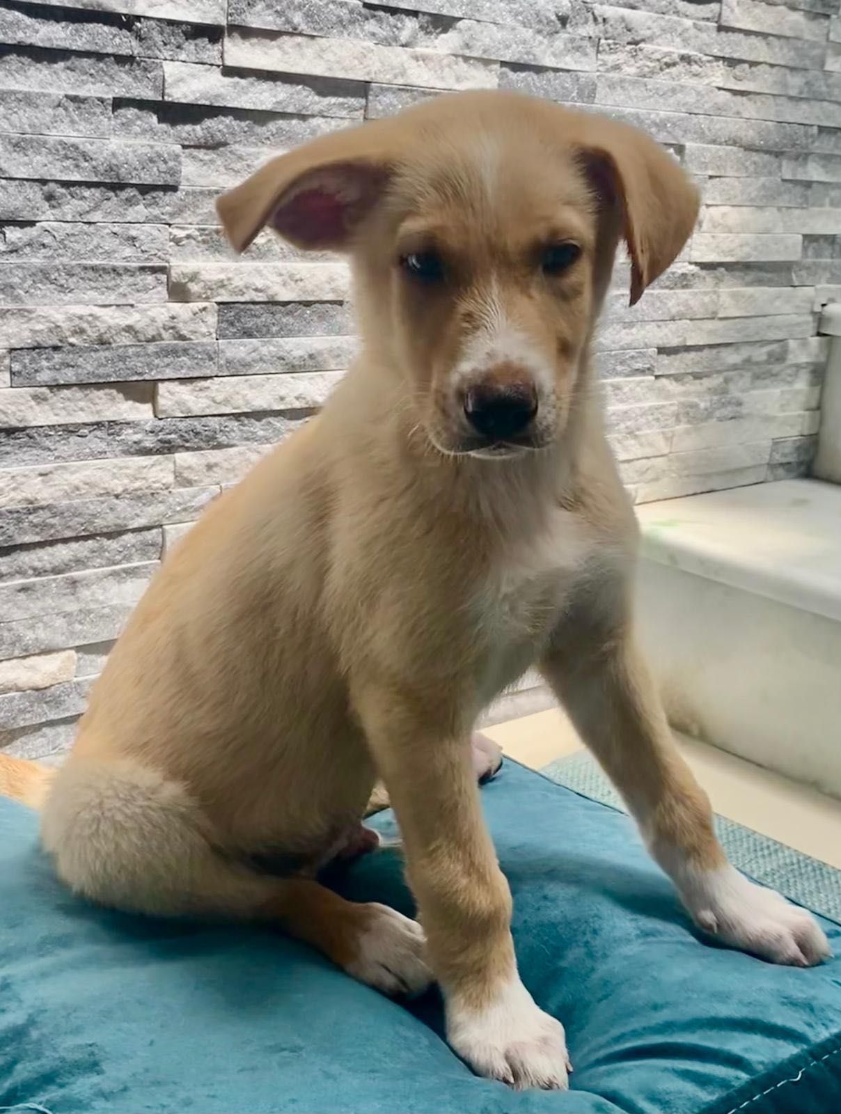 Cachorro para adoção RESPONSÁVEL