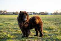Krycie- Reproduktor Chow Chow