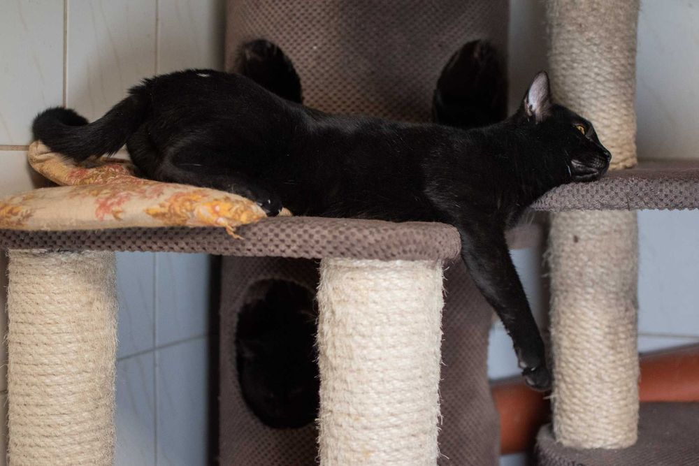 Metis – energiczna, czarna kotka do adopcji!