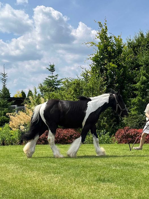 Tinker Irish Cob Gypsy Cob wałach