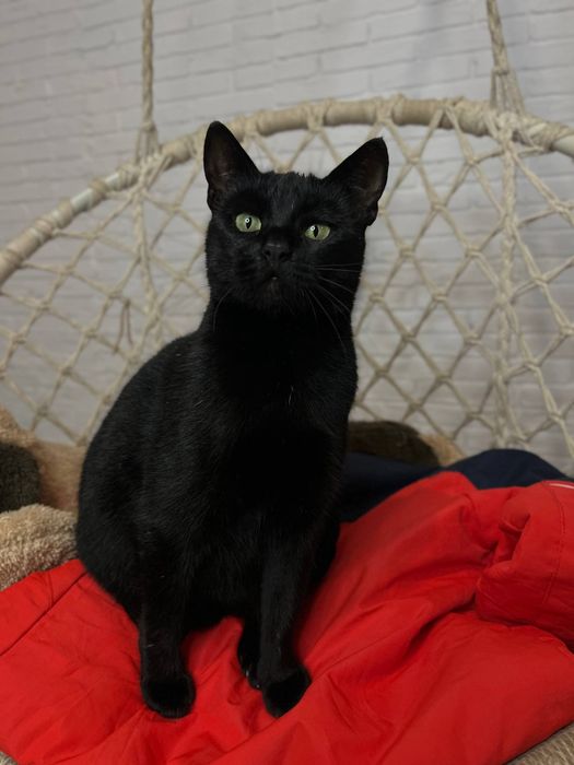 Отдам _ кошки_ котята_ багира