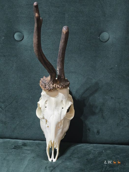 Rogacz parostki kozioł myłkus