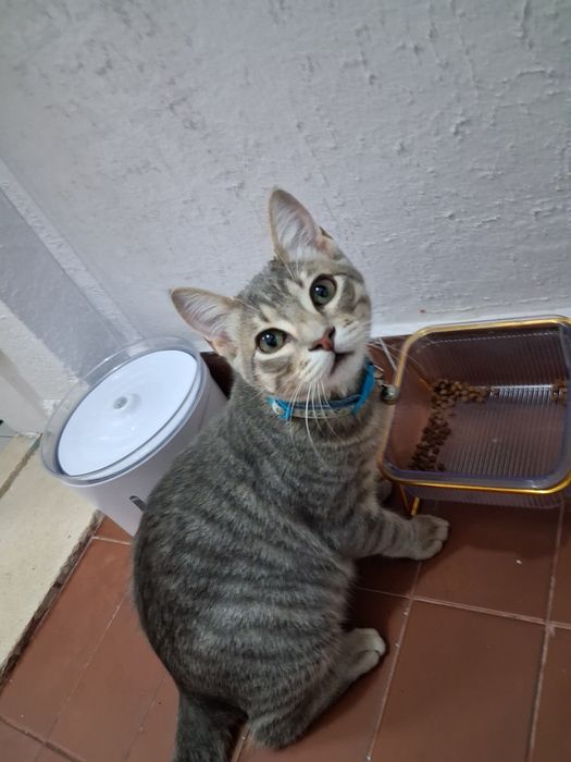 Gatinho 6 meses meiguinho