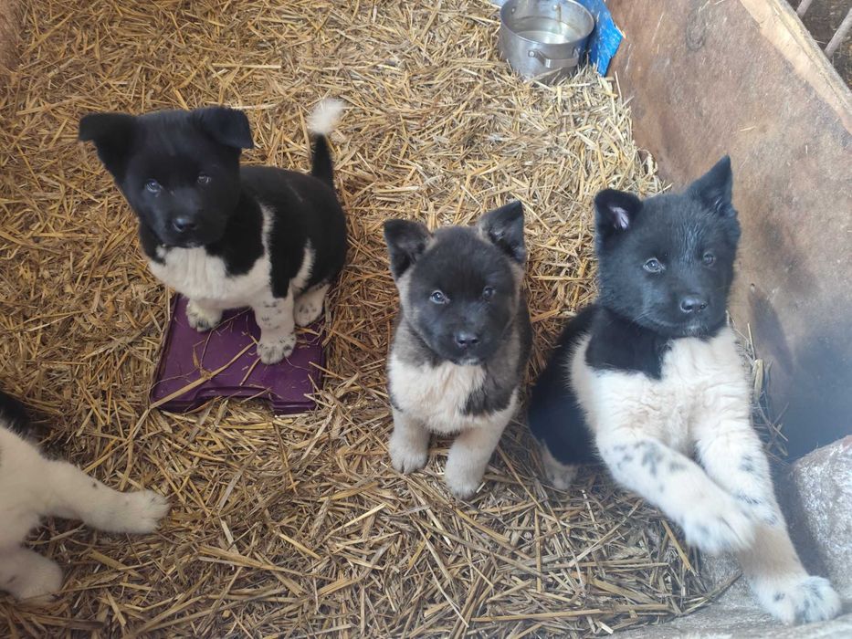 Sprzedam Akitę Amerykańską