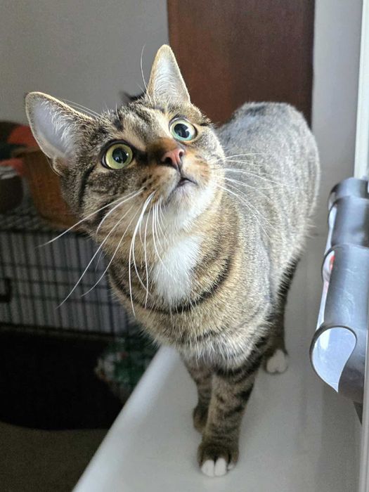 Daria z fundacji Miasto Kotów