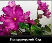 Сенполии, фиалки полумини и трейлеры