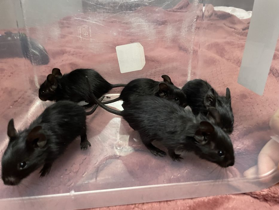 Oddam 5 koszatniczek mają 4 tygodnie