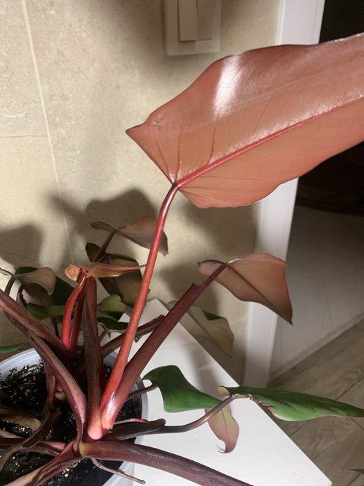 Спатіфілум Діамант, Тетрастігма, філодендрон Дарк