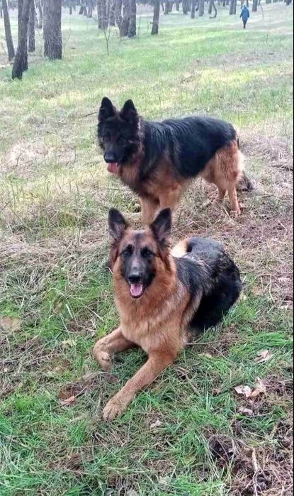 Вязка кобель немецкой овчарки