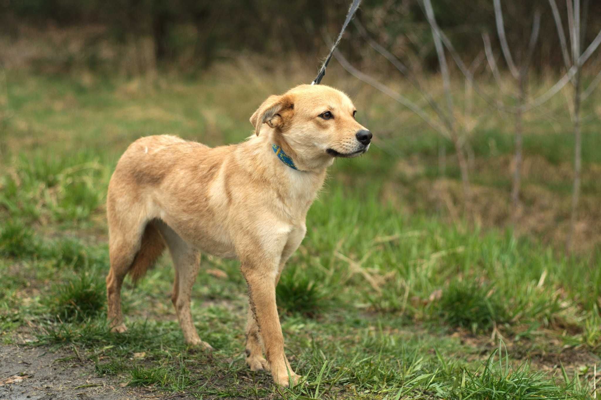 Nalele – pilnie szuka spokojnego domu.