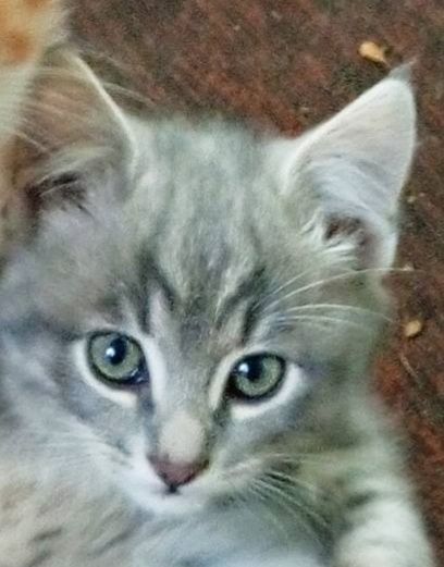 Ручні кошенята ФОКС та ГРЕЙ в пошуках родини