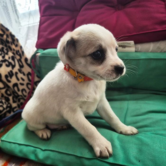 Прилаштовуються цуцики! Безкоштовна доставка та стерилізація за віком!