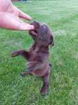 Lablador retriever szczeniak