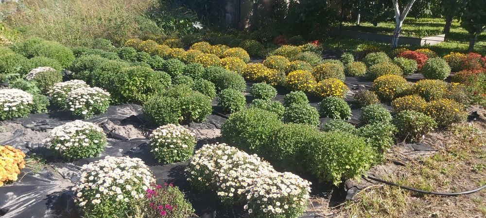 Хризантема мультифлора