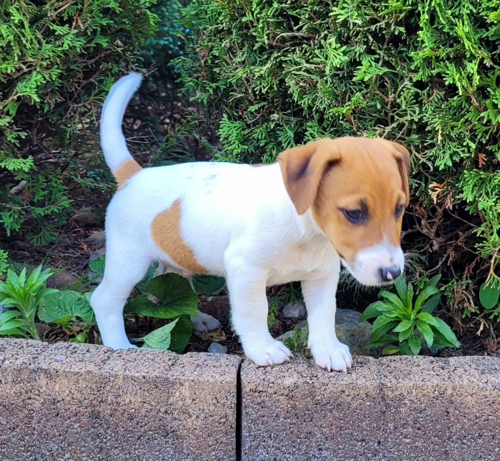 Jack Russell Terrier - gładkowłose z metryką ZKwP