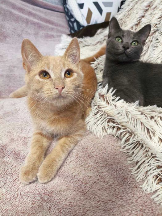 Котята Кошенята Котики і Кішки Є Багато різних