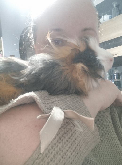 Świnka morska rozetka samiec