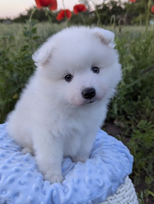 Мальчики Японского шпица