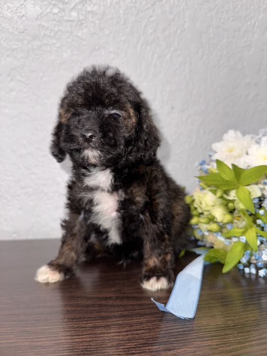 Дуже гарний та розумний пудельок