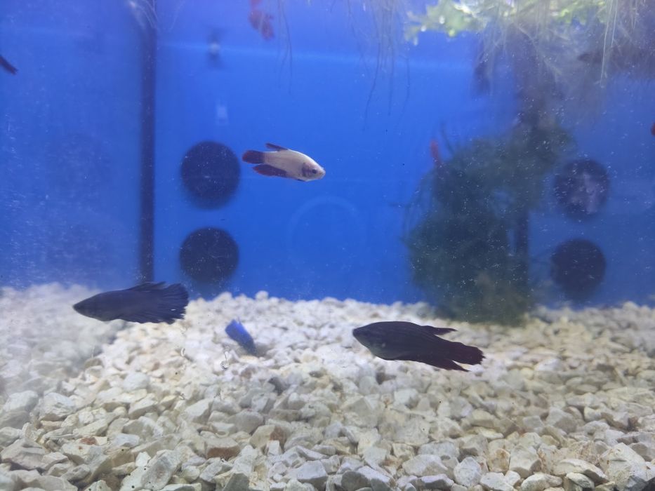 Bettas fêmeas variadas