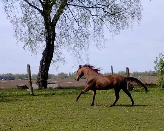 Okazja cenowa! Koń rasy American Quarter Horse AQH 4 letni