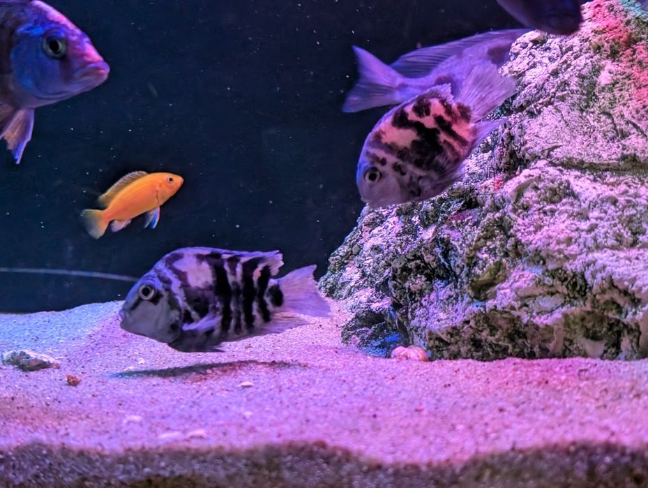 Pielęgnica Papuzia Blue Tiger