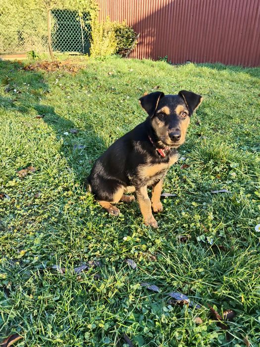 Pola  szczeniaka szuka domu