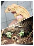Terrarium + Gekon orzęsiony