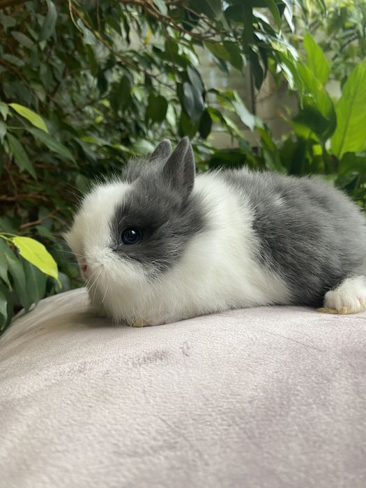 З Європейського розплідника! Міні Дварф - Нідерландський карлик