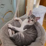 Кошеня кошенятко 3 міс.
