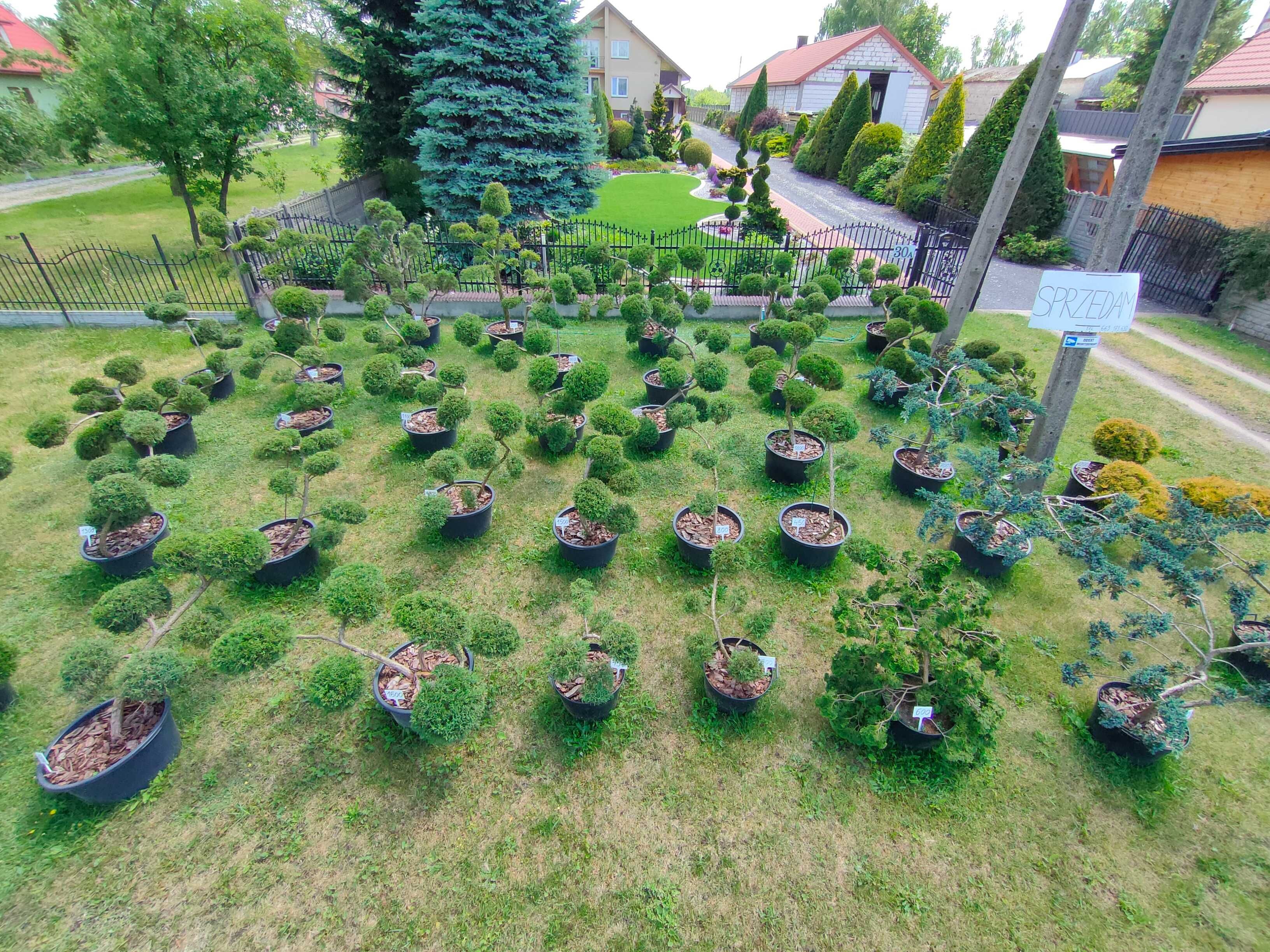 BONSAI NIWAKI Krzewy Formowane Przy Zakupie WSZYSTKICH 40% RABATU