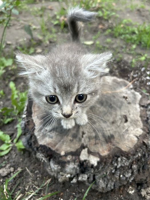 Віддам кошенят в гарні руки