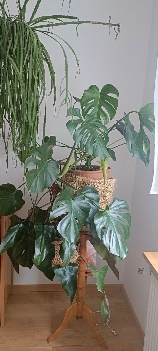 Monstera duża zdrowa