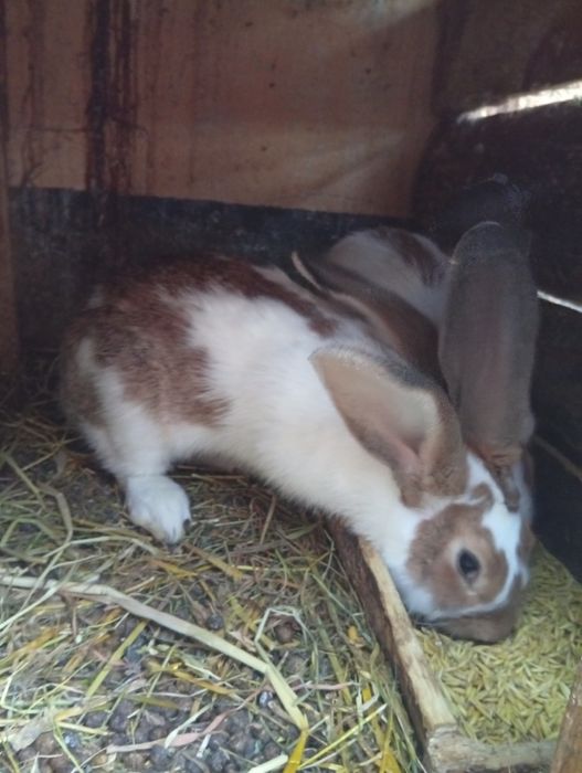 Króliki samce i samice duże