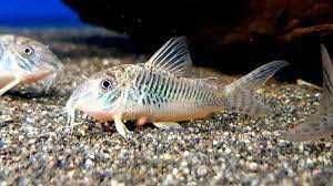 Kirysek zielony - Corydoras septentrionalis - Kirys - dowóz, wysyłka