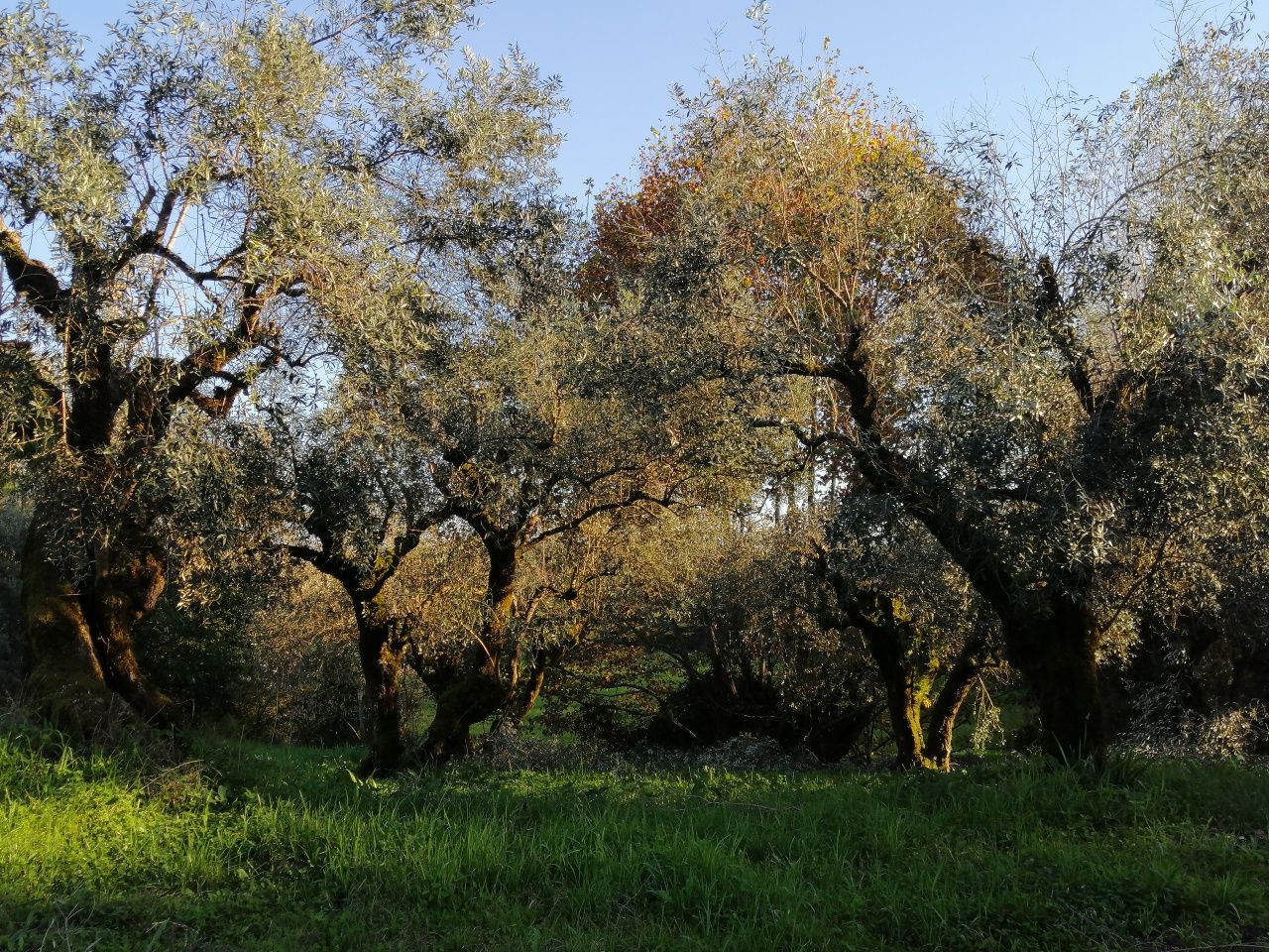 Oliveiras centenárias