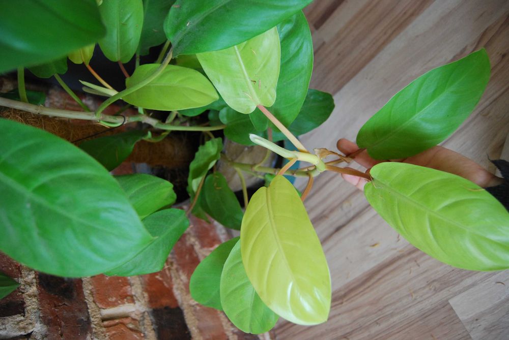 filodendron malaya gold philodendron