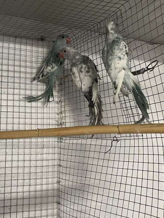 Ring neck malhados azuis e cinzento