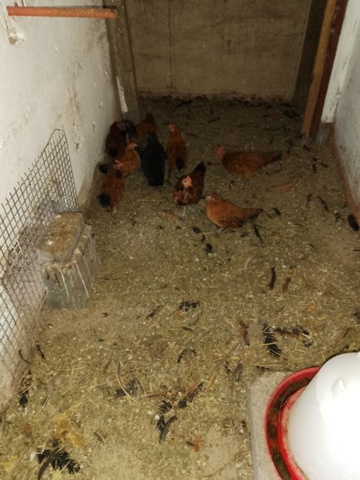 Sprzedam cwergi kury i koguty