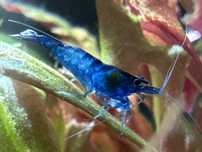 Krewetki Akwariowe Blue Velvet