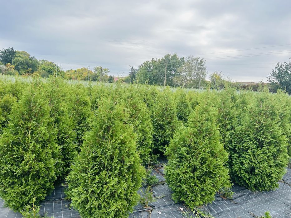 Туя смарагд, блю ероу, брабант оптом!