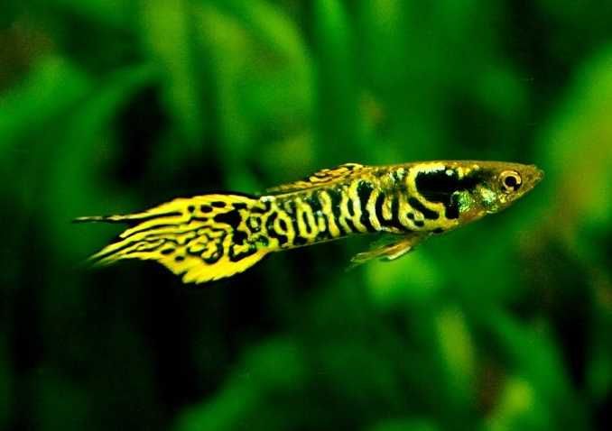Rybki do akwarium - Gupiki Endlera Yellow Tiger