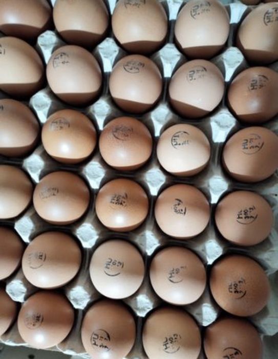 Инкубационные яйца Ломан Браун Венгрия